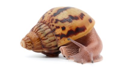 A. achatina achatina Nigeria  2