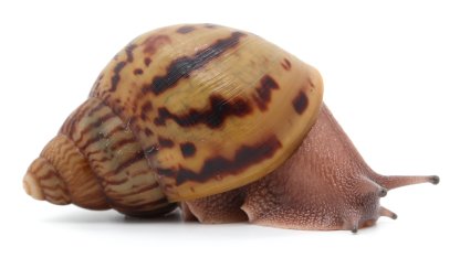 A. achatina achatina Nigeria 