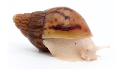 A. achatina achatina Nigeria albino body 