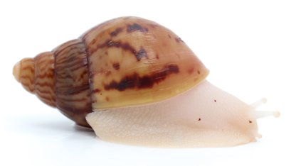 A. achatina achatina Nigeria albino body  2
