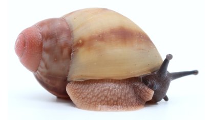 Archachatina | Achatina shne.czek