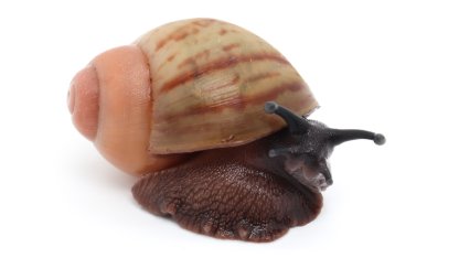 Arch. marginata grevillei Cameroon striped