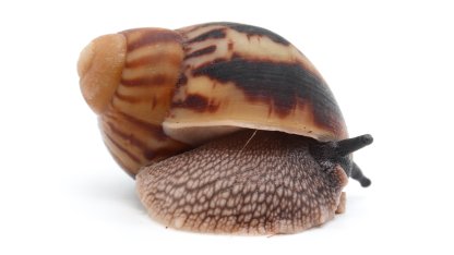 Arch. marginata marginata Cameroon type 1 F1