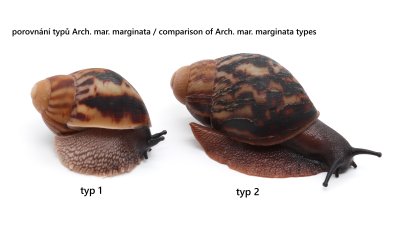Arch. marginata marginata Cameroon type 1 F1 2