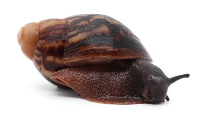 Arch. marginata marginata Cameroon type 2