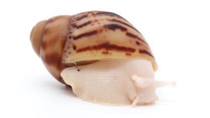 Arch. marginata ovum Nigeria albino body F1