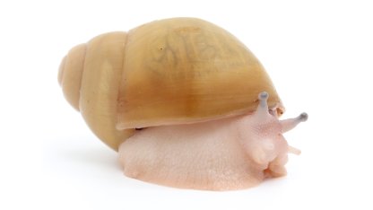 Arch. marginata ovum Nigeria albino shell acromelanic