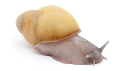 Arch. marginata ovum Nigeria albino shell silver body