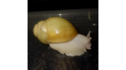 Arch. marginata ovum Nigeria full albino  2