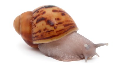 Arch. marginata ovum Nigeria silver body (siblings of ovum albino shell silver body)  2