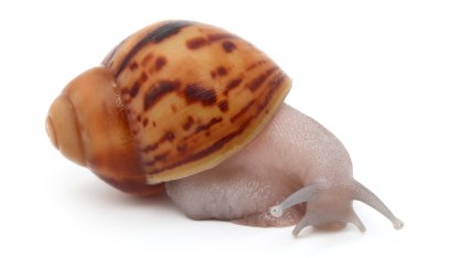 Arch. marginata ovum Nigeria silver body (siblings of ovum albino shell silver body) 