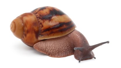 Arch. marginata ovum Nigeria (siblings of ovum albino shell silver body) 