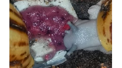 Banana con frutti di bosco 2