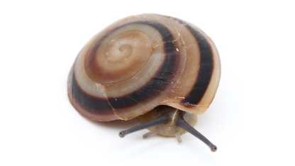 Caracolus rostrata