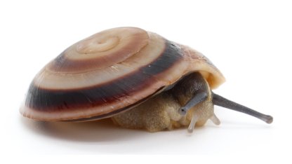 Caracolus rostrata 2