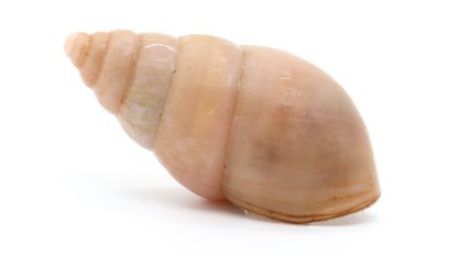 Limicolaria flammea Benin light pink F2