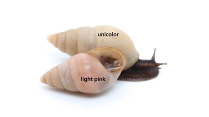 Limicolaria flammea Benin light pink F2 2