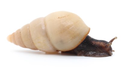 Limicolaria flammea Benin unicolor F2