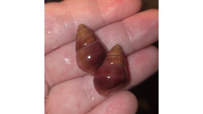 Limicolaria flammea deep red