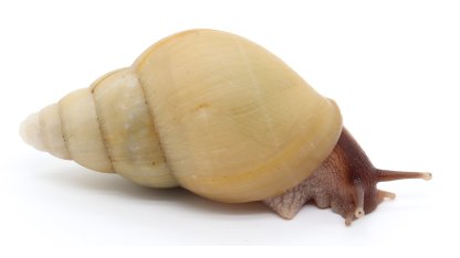 Liss. zanzibarica albino shell
