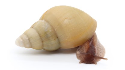 Liss. zanzibarica albino shell 2