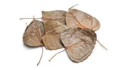Listy fíkovníku posvátného (Ficus religiosa)
