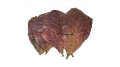 Mandelblätter (Terminalia catappa)