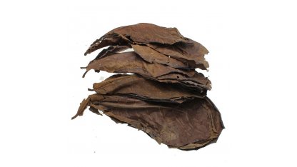 Listy mandlovníku mořského (Terminalia cattapa) 2