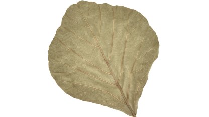 Listy stromu Butea monosperma