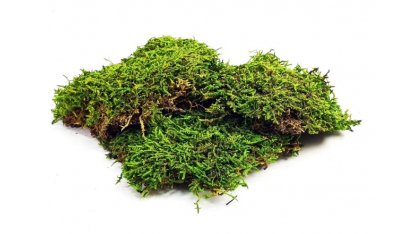 Natural moss sheets 
