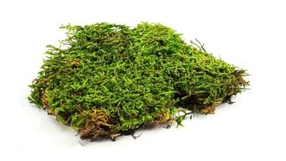 Natural moss sheets  2