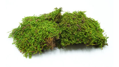 Natural moss sheets 