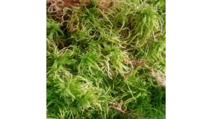 Live sphagnum moss  2