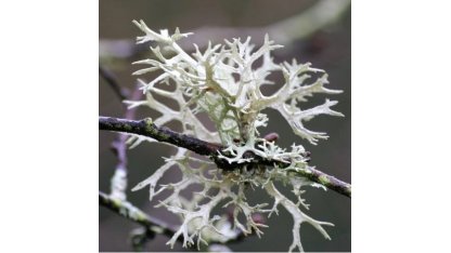 Grey lichen 25 g 2
