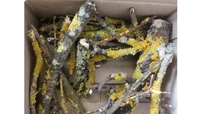 Branches with lichen 