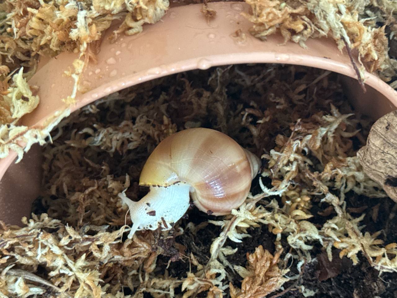 Liss. fulica hamillei var. rodatzi albino body - 5fV6uMJJnJ1753695646.jpeg