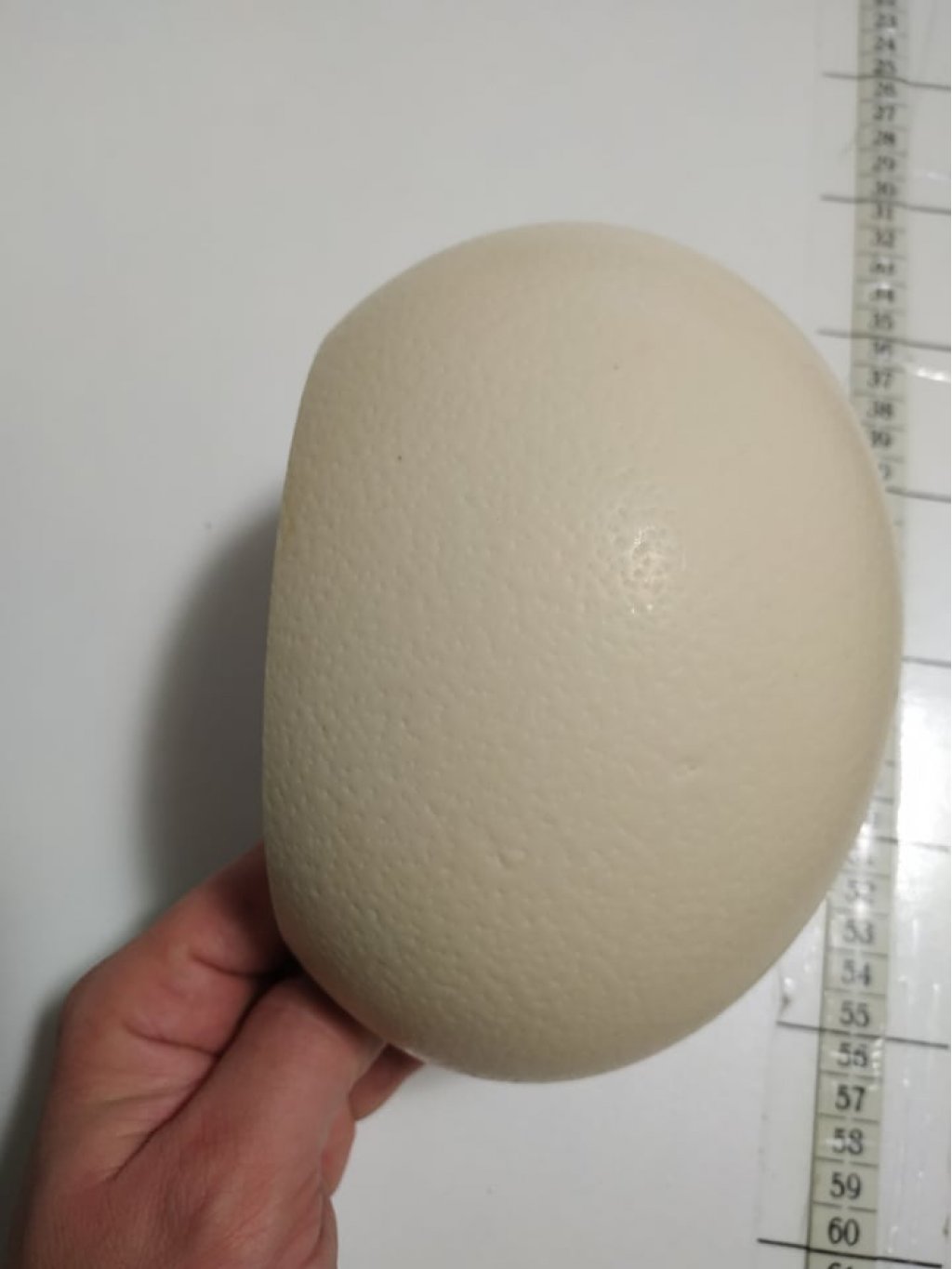 Torzo pštrosího vejce