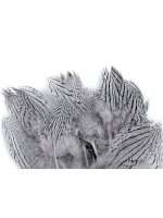 Bažantí peří šedá světlá 5 - 11 cm
