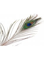 Paví peří délka 110 - 150 cm