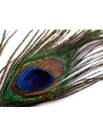 Paví peří délka 20-30 cm