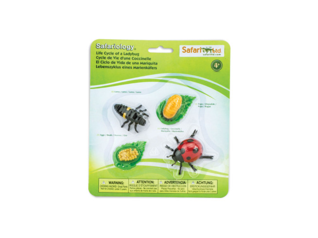 Safari Ltd. Životní cyklus - Beruška