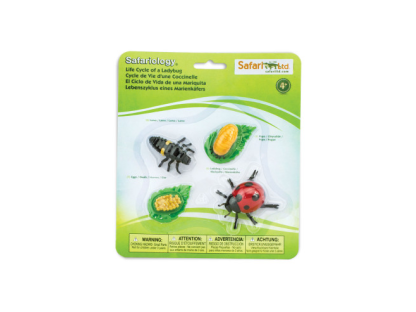 Safari Ltd. Životní cyklus - Beruška