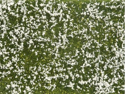 Foliáž - kvetoucí louka bílé trsy - Noch 07256